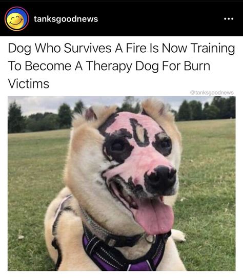 The Symbolism of Burn Victims and a Mutilated Dog in a Classroom Dream